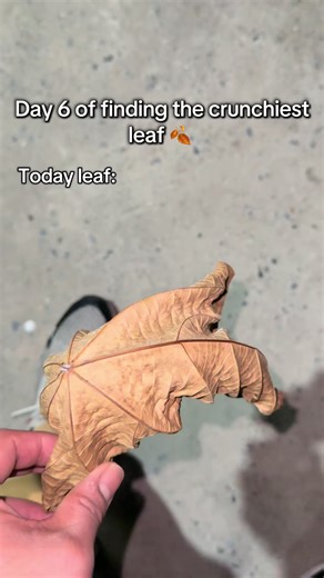 Day 6 Leaf Crunch: Join the Fun!
