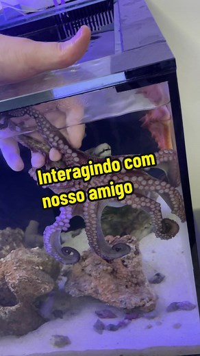 Evolução do Polvo: Medos e Transformações | TikTok