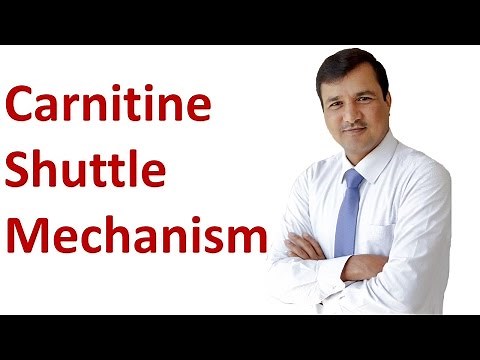 Carnitine Shuttle Mechanism