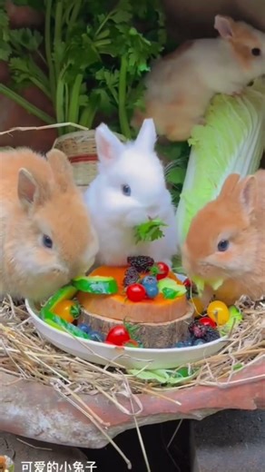 Bunny Compilation Tribute Compilation #animals #bunnies #rabbit