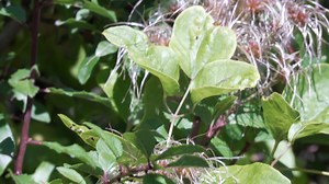 Initial Test Footage PXW-Z200. Sept 2024