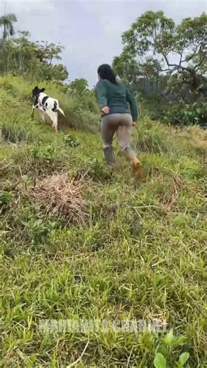 Buscando nuestro ternero (P13) #fblifestyle | Marianita Channel