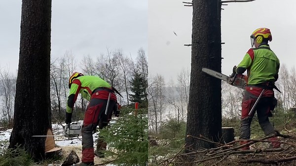 Forest Harvesting by Skilled Workers Using Powerful Machines