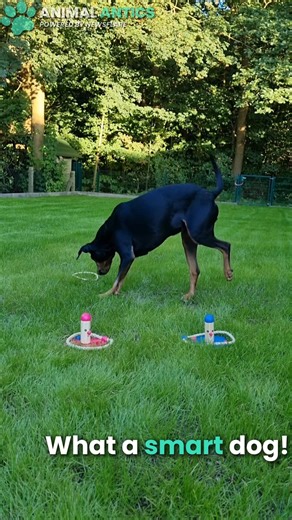 One of smartest Dogs on Planet Earth sorts DIFFERENT Colours😱🤔 | Animal Antics