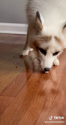 Nom nom 🦊🦊 #fox #foxtok #viral #asmr