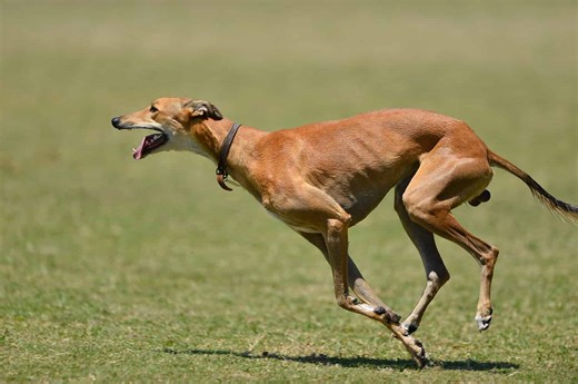 Is This the Fastest Dog Alive?