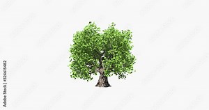 Tree animation. Calm wind blowing through the leaves.