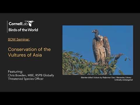 Conservation of Vultures in Asia with Chris Bowden, MBE, RSPB