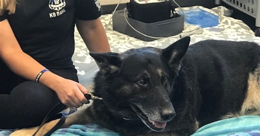 St. Francis Police K9 Bane passes away after battle with cancer