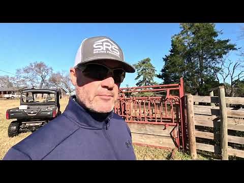 How to Visually Check if a Cow is Bred and More| On The Ranch!