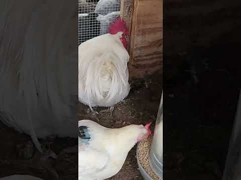 Cornish cross-american bresse mix. grow your own chicken
