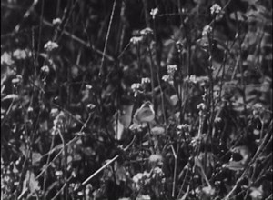 Insect Wings: Butterfly, Dragonfly & More in Flight