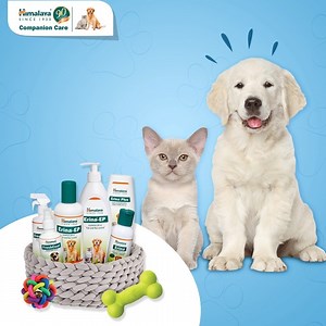 19 reactions | Himalaya Companion Care’s grooming range gives your pet the joy of natural care like no other. Infused with natural ingredients like Neem, Tulasi, Eucalyptus, and soothing Hibiscus, it helps keep your pet’s coat soft, silky, and free from irritation. #HimalayaCompanionCare | Himalaya Companion Care | Facebook