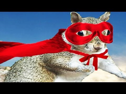THE ULTIMATE SQUIRREL