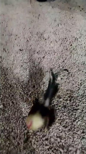sweater asil este Gallo tiene tres ganadas porque tira como ráfaga repetitivo sin herrar
