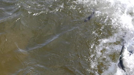 Cardiff Trout pond is now stocked with 11,500 Rainbow Trout! | Let's Go Outdoors Alberta