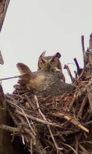 14K views · 425 reactions | Mama Owl 黎 Feeds As The Final Days Of Incubation Arrive! Hatching Should Follow! | SAUNDERS PHOTOGRAPHY | Facebook