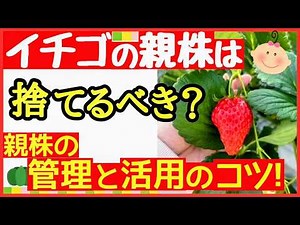 Is it okay to leave strawberries planted? How to care for the parent plants and renew the seedlin...