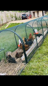 9.2K views · 61 reactions | Benefits of Chicken Tunnels - Safe...