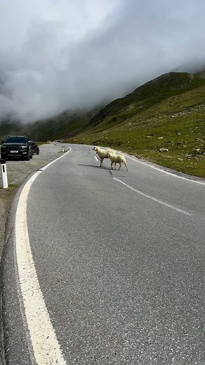 ⚠️🐑 Aufgepasst – flauschige Straßenblockade am Timmelsjoch! #bergliebe #schafe #timmelsjoch #passorombo | Timmelsjoch Hochalpenstrasse AG