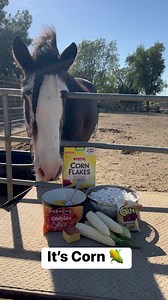 5.2K views · 65 reactions | It’s corn!  Corn taste test. Which do you think they liked the best? Note: No horses or husbands were harmed in the making of this corny video  please do not feed your horses large amounts of corn. Small amounts in moderation are fine as a treat as corn is high in sugar and carb content. All products used were in the supervision of a veterinarian and in small quantities. #itscorn #itscornsong #treatday #cheatday #drafthorse | Hideaway Ranch | Facebook