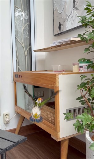 Manggo the Sun Conure: Flight Training Adventures