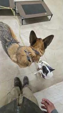 Brick and Darby using their skills to work on their dog reactivity