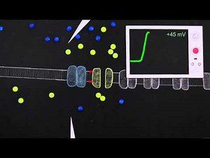 Ionic Basis of Action Potentials
