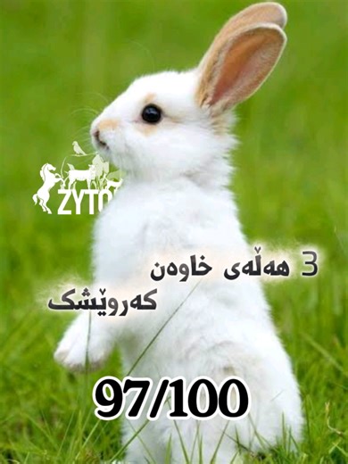 Essential Care Tips for Rabbit Owners