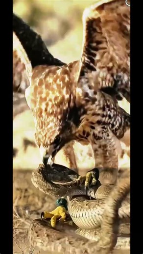 🦅 Red-tailed Hawk#RedTailedHawk #Hawk #BirdOfPrey