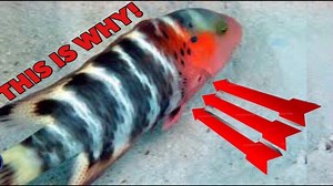 Why is my fish rubbing on rocks? [2025] | QAQooking.wiki