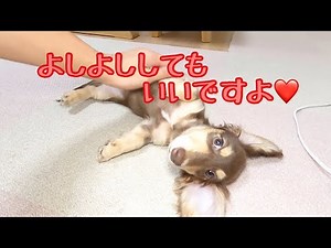 ショコラのくつろぎタイム。パパの手ではくつろげない？ゴールデンレトリバーのクッキーとミニチュアダックスフンドの子犬ショコラとの幸せな日常