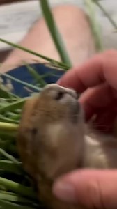23K views · 951 reactions | How to Properly Eat a Prairie Dog | Prairie Dog | Facebook