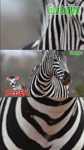 Zebra - Zagadki dla dzieci - Zwierzęta afrykańskie 🐾