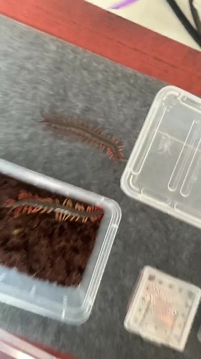 Centipede Interaction: Fascinating Close-Up Video