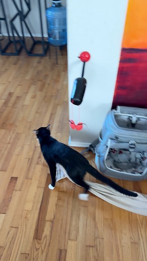 51K views · 1.9K reactions | Every time lol. Best screen time accountability partner Ps sorry for the mess it’s Azul’s apartment now. We just stay here. | Emily Meisner | Facebook