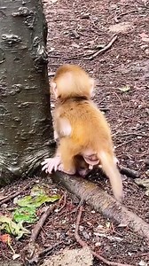 Two tinny cute monkeys doing something hehe #monkey #blackmonkey #animal #love #lovely #cute #adorable #jungle #wildlife #topvideo #fbreels #reels #animalreels | Monkey Cute