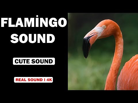 Real Flamingo Sounds | High Quality | Cute Flamingo Sound Experience! l 4K
