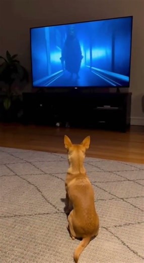 Dog.exe has stopped working 🤣