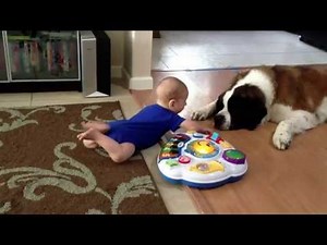 Baby and St.Bernard meet