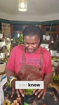 Discover the Fascinating World of Venus Fly Traps