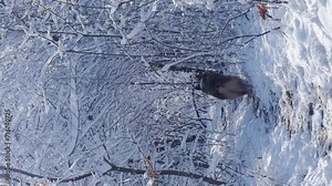 Dog walks alone in a snowy forest. Pet in the winter nature sunny cold day. Brown Australian shepherd run away, rear view. Aussie red tricolor outside. Vertical 4k footage