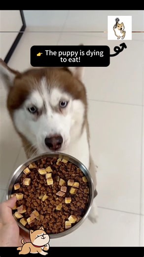 When I trick my dog with home food#TrickingMyDog #DogPrank #FunnyDog