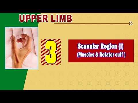 𝟎𝟑. 𝐒𝐜𝐚𝐩𝐮𝐥𝐚𝐫 𝐫𝐞𝐠𝐢𝐨𝐧 (𝐈) 🎯(𝐒𝐮𝐛𝐬𝐜𝐚𝐩𝐮𝐥𝐚𝐫𝐢𝐬, 𝐬𝐮𝐩𝐫𝐚 𝐚𝐧𝐝 𝐢𝐧𝐟𝐫𝐚𝐬𝐩𝐢𝐧𝐚𝐭𝐮𝐬, 𝐚𝐧𝐝 𝐭𝐞𝐫𝐞𝐬 𝐦𝐮𝐬𝐜𝐥𝐞𝐬 + 𝐫𝐨𝐭𝐚𝐭𝐨𝐫 𝐜𝐮𝐟𝐟)