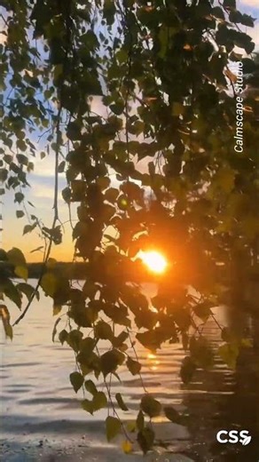 CS- 27 Sunset Through Leaves 🌿🌅 | Peaceful Nature Short”
