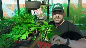 How to Grow Beans Easily for a High-Yield Harvest