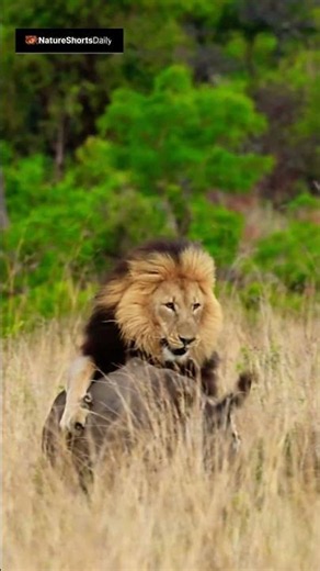 Nobody Believed This Lion Could Take Down a Rhino - Predator Moments #163