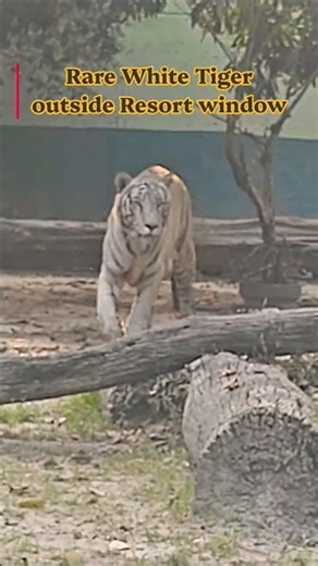 Rare Albino Tiger sighting #tiger #wildlife #vivekawasthi #safari #animals #zoo #pets #jimcorbett
