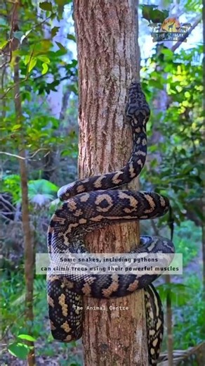 Python Climbing a Tree 🐍#Python #Snake #SnakeFacts #PythonSnake #Wildlife #AnimalFacts #NatureLovers