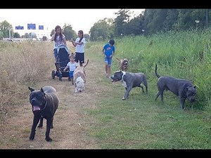 A day in my life. Walking the Giant pitbulls with my family